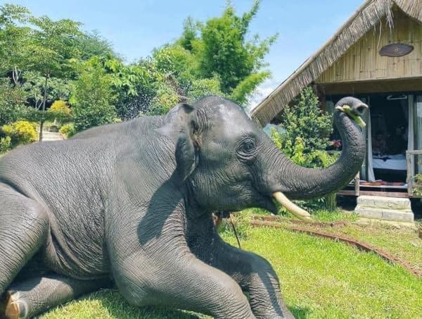 3 Pok Maewang Jinxiang Gold Elephant Park Mae Wang Zewnętrze zdjęcie