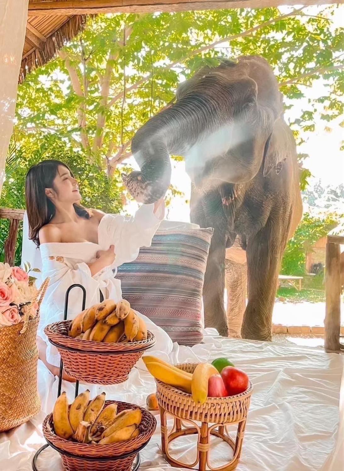 3 Pok Maewang Jinxiang Gold Elephant Park Mae Wang Zewnętrze zdjęcie