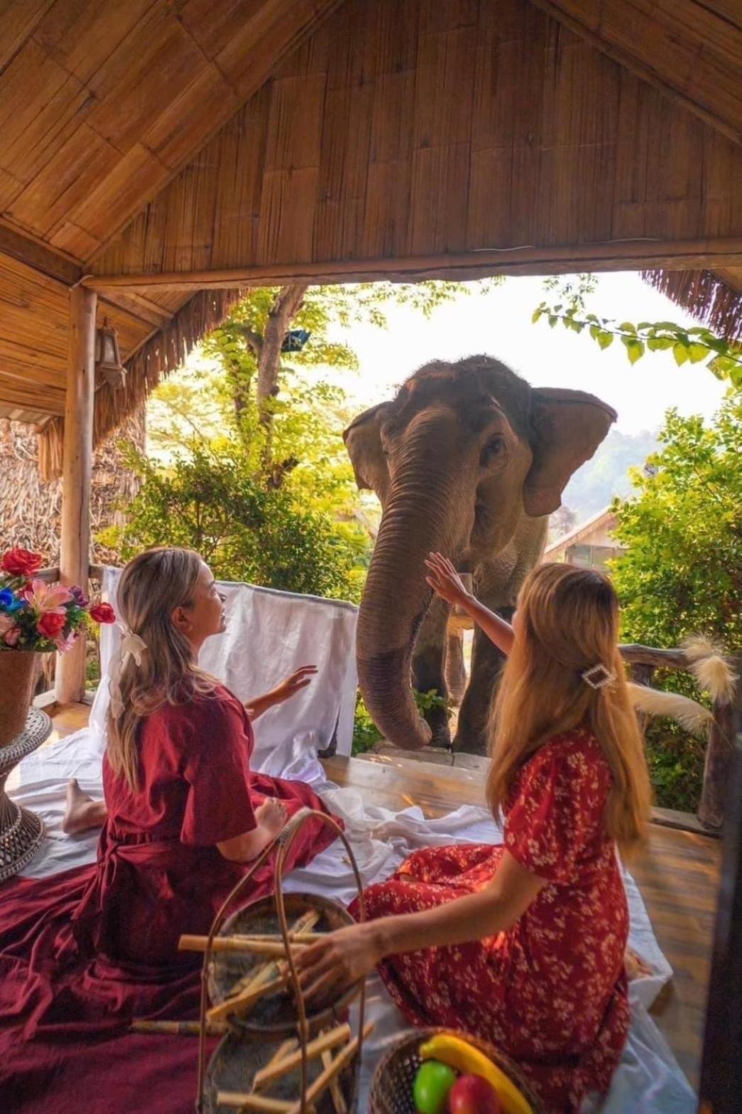 3 Pok Maewang Jinxiang Gold Elephant Park Mae Wang Zewnętrze zdjęcie