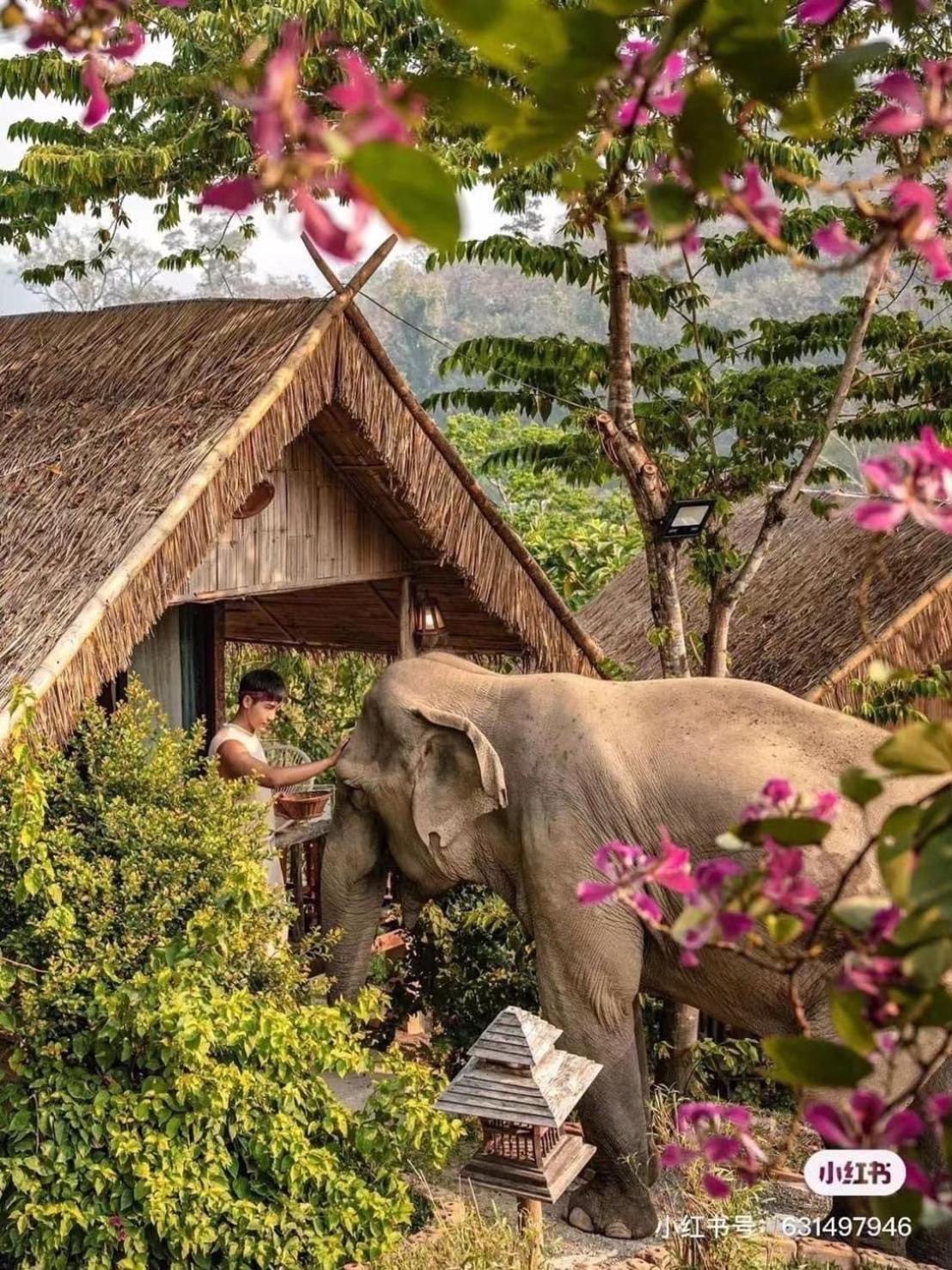3 Pok Maewang Jinxiang Gold Elephant Park Mae Wang Zewnętrze zdjęcie